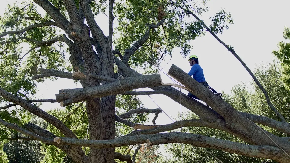 Professional Crown Thinning performed by certified arborists in Leonia