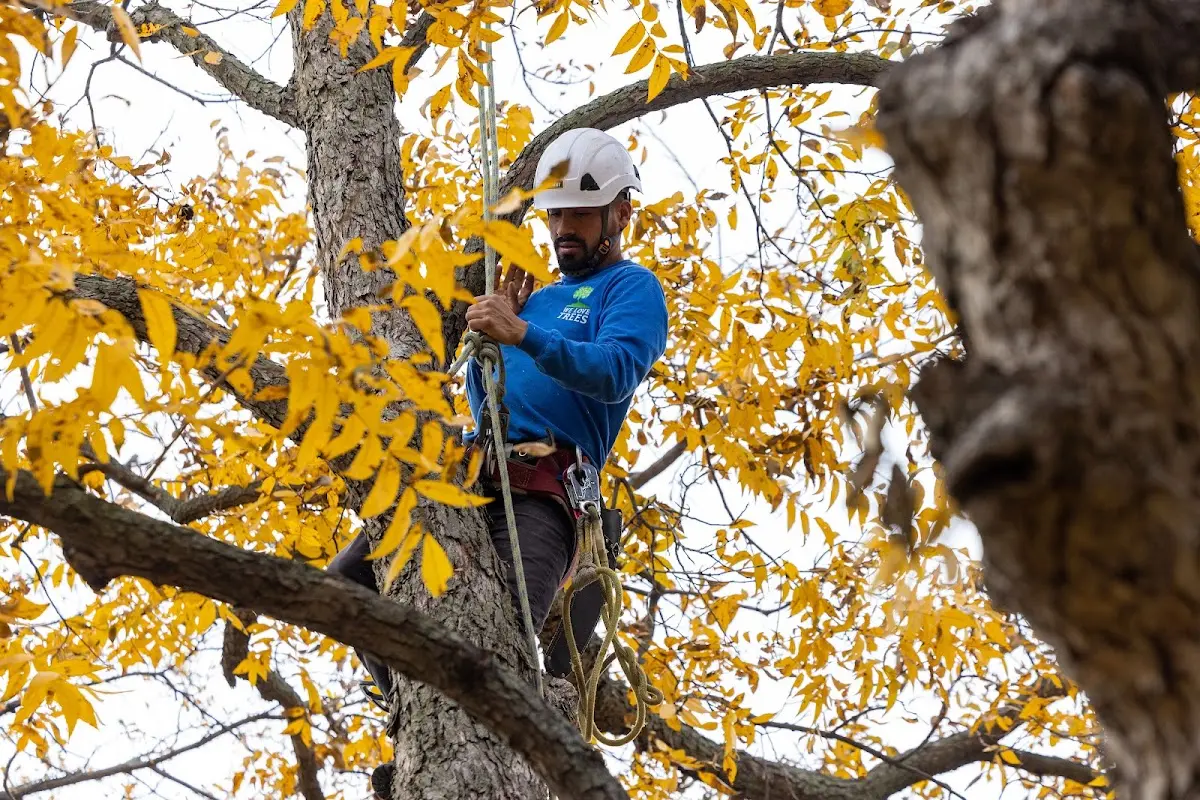 Skilled Tree Pruning crew working in Leonia